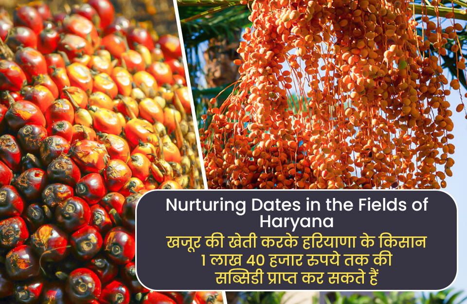 Nurturing Dates in the Fields of Haryana in Hindi: हरियाणा के किसान करें खजूर की खेती, पाएं 1 लाख 40 हजार रुपये तक की सब्सिडी